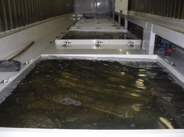 The First Living King Halibuts Export to the U.S.