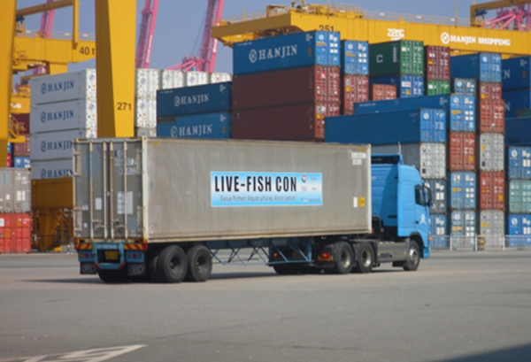 The First Living King Halibuts Export to the U.S.